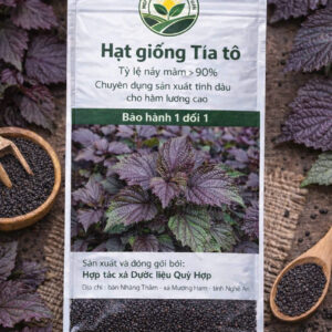 CÂY GIỐNG SẢ HH (SẢ HOA HỒNG) 4